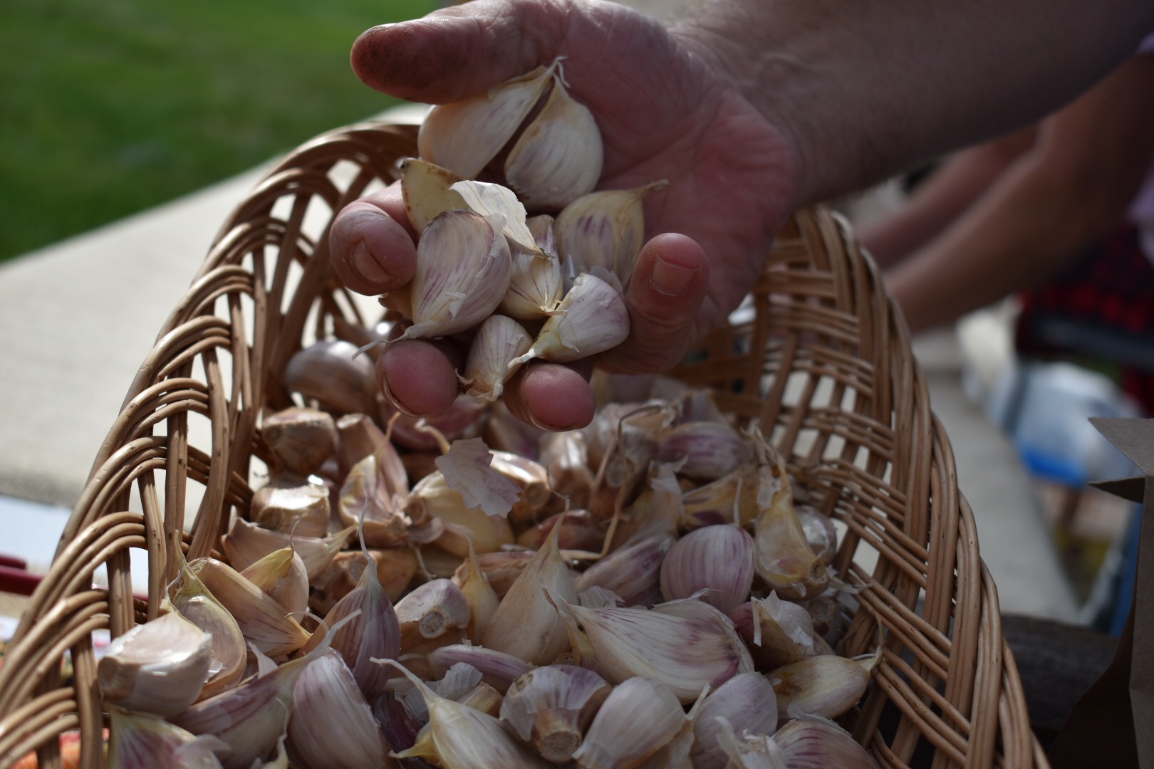 15th Annual Connecticut Garlic & Harvest Festival Visit CT